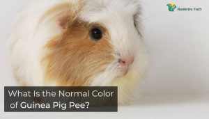 Is Guinea Pig Pee White? | Listen What Experts Say