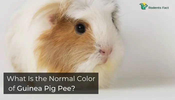 What Is the Normal Color of Guinea Pig Pee?