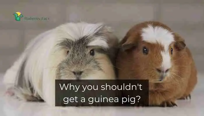 Why you shouldn't get a guinea pig