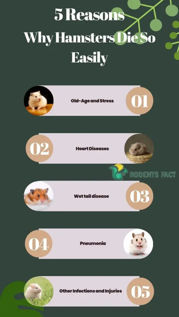 5 Reasons Why Hamsters Die So Easily