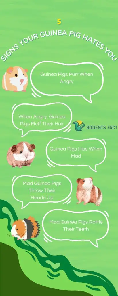 5 Signs Your Guinea Pig Hates You