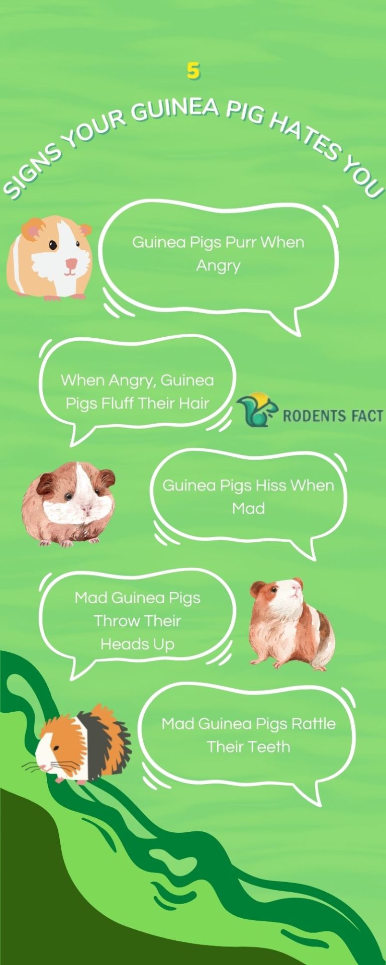 Five Shocking Signs Your Guinea Pig Hates You