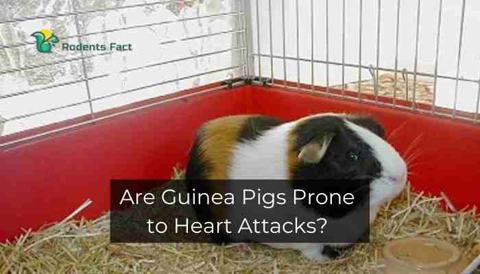Are Guinea Pigs Prone to Heart Attacks