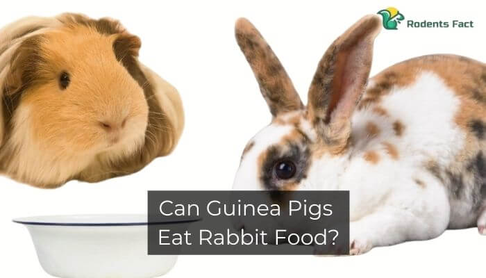 Can Guinea Pigs Eat Rabbit Food