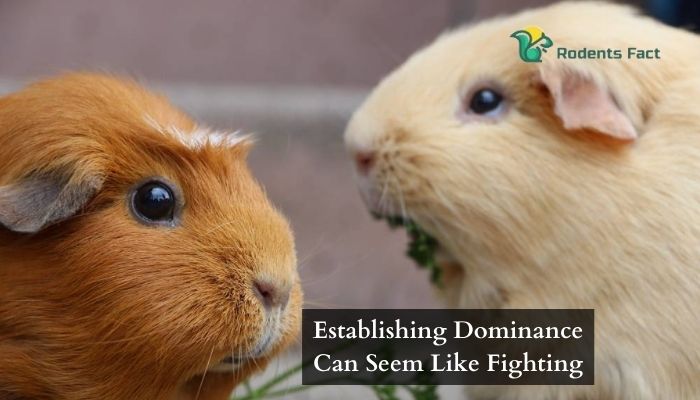 Establishing Dominance Can Seem Like Fighting