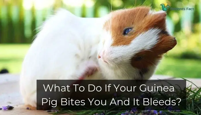 Guinea Pig Bites Can Cause Tetanus And Rabies