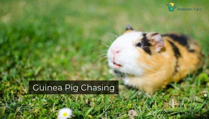 Guinea Pig Chasing
