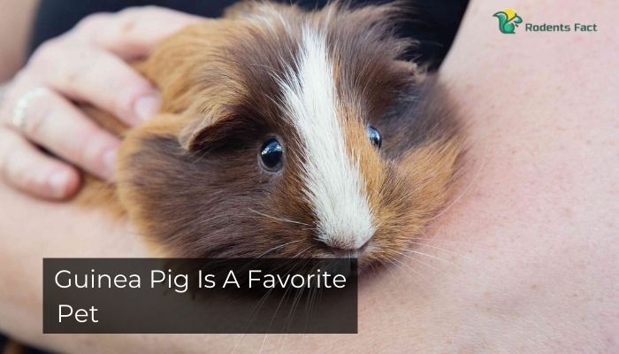 Guinea Pig Is A Favorite Pet