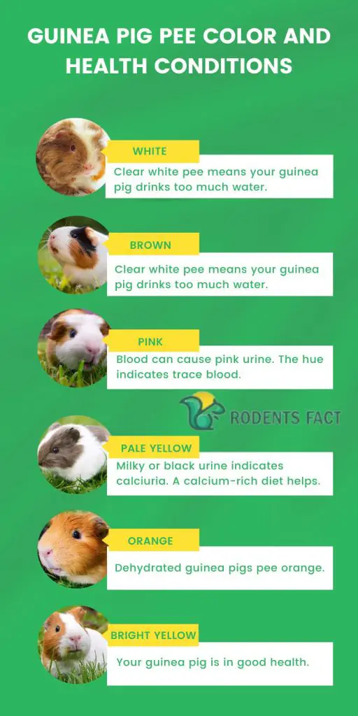 Guinea Pig Pee Color and health conditions