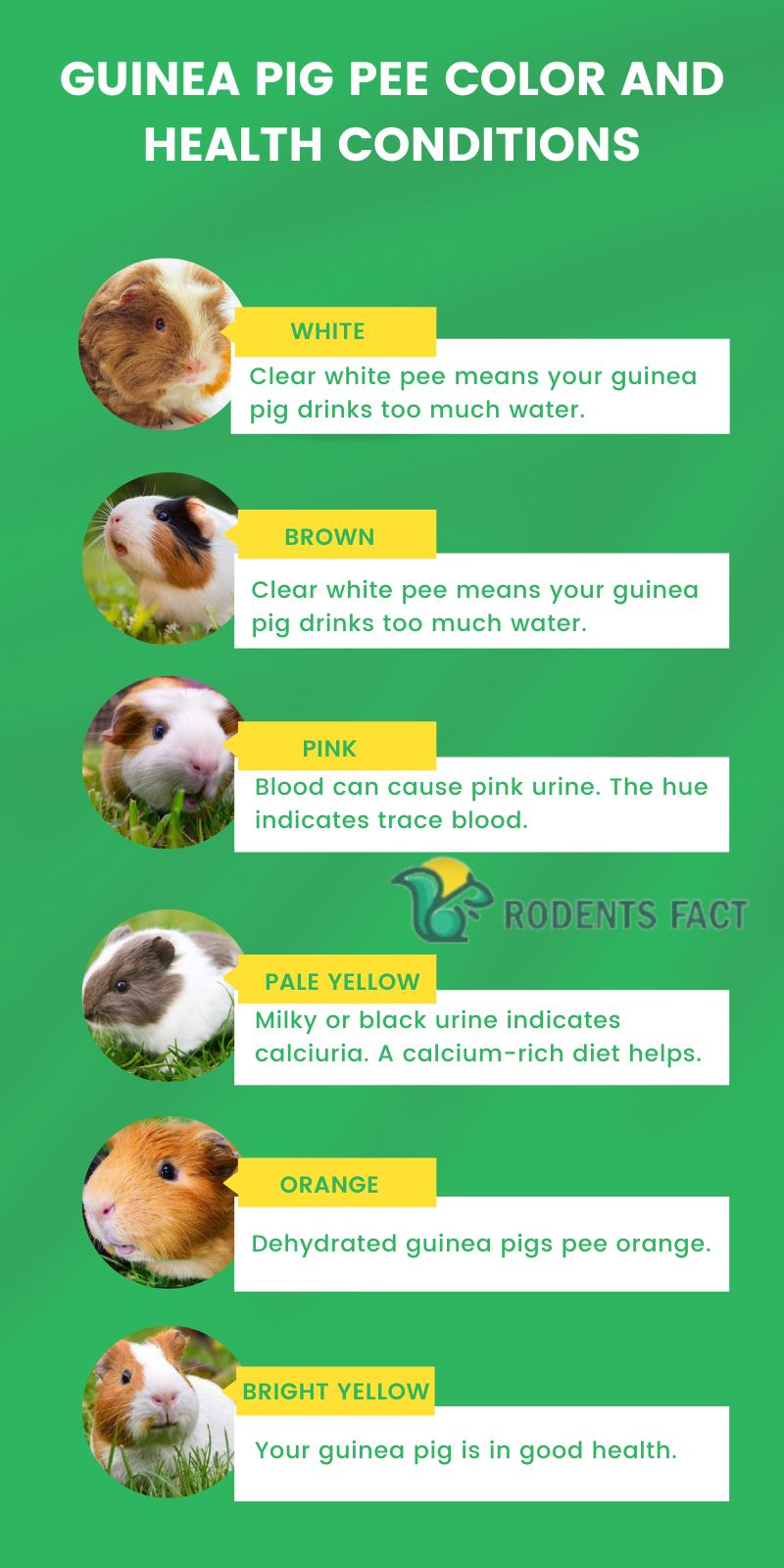 different-colors-of-guinea-pigs-guillen-tretat