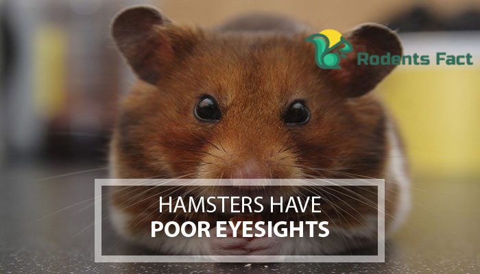 Hamsters Have Poor Eyesights