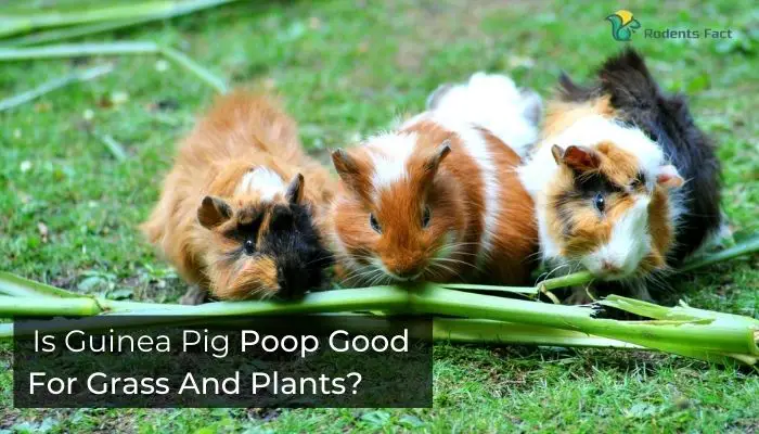 Is Guinea Pig Poop Good For Grass And Plants?