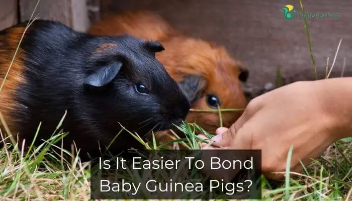 Is It Easier To Bond Baby Guinea Pigs?