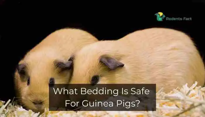 What Bedding Is Safe For Guinea Pigs