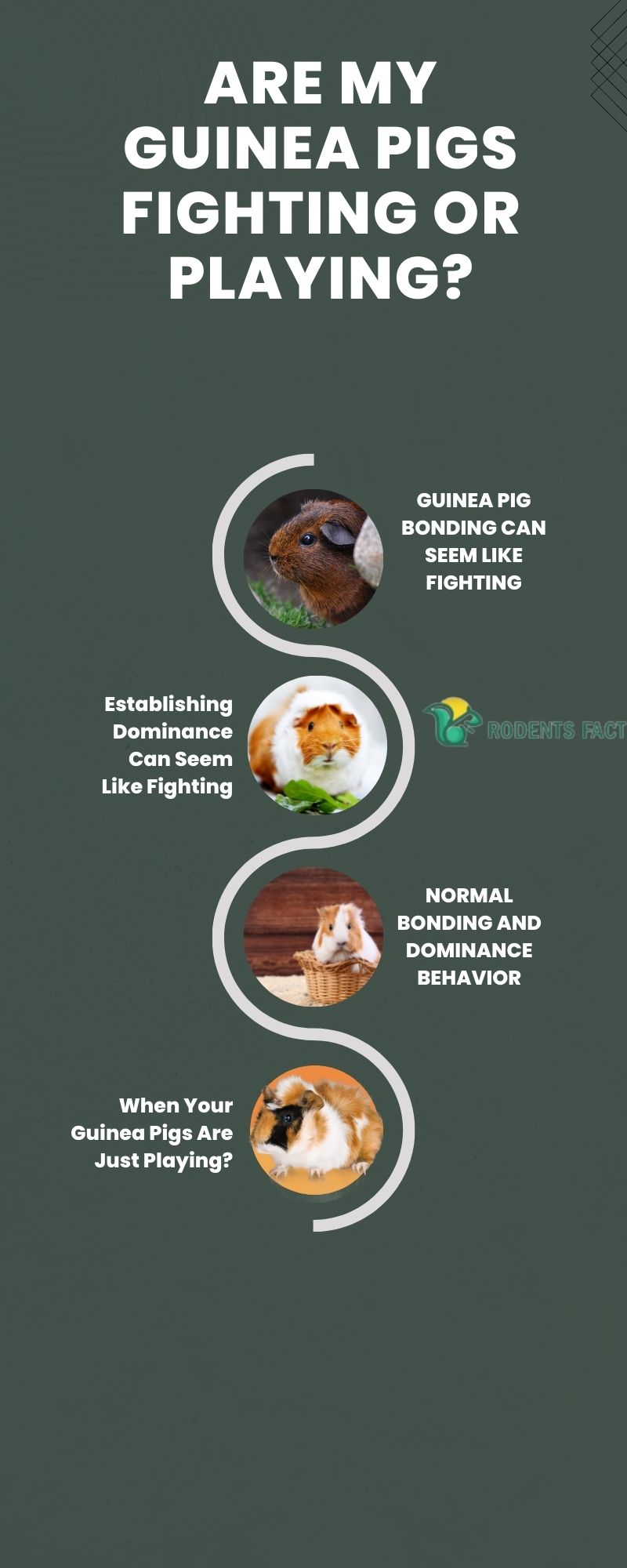 Why Are My Guinea Pigs Chasing Each Other And Squeaking?