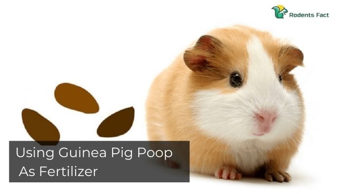 Using Guinea Pig Poop As Fertilizer 