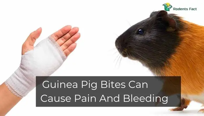 What To Do If Your Guinea Pig Bites You And It Bleeds