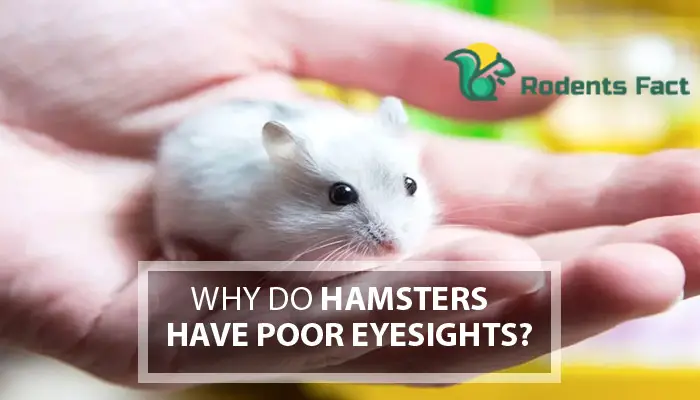 Why Do Hamsters Have Poor Eyesight