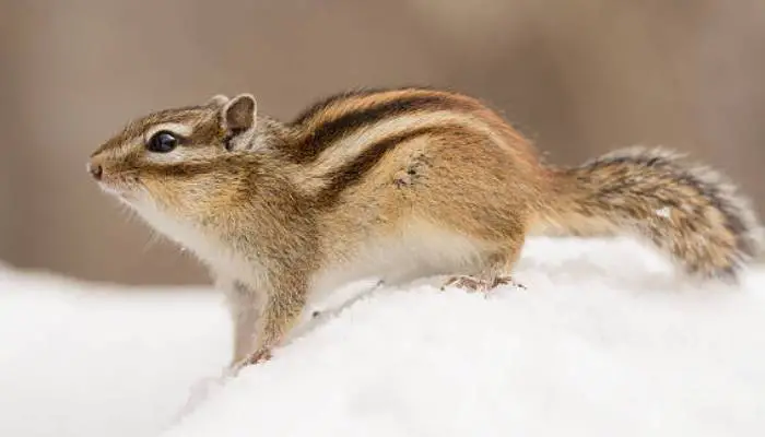 How do Chipmunks Survive in the winter