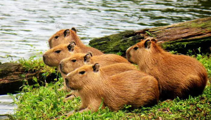 How long do Capybaras Live