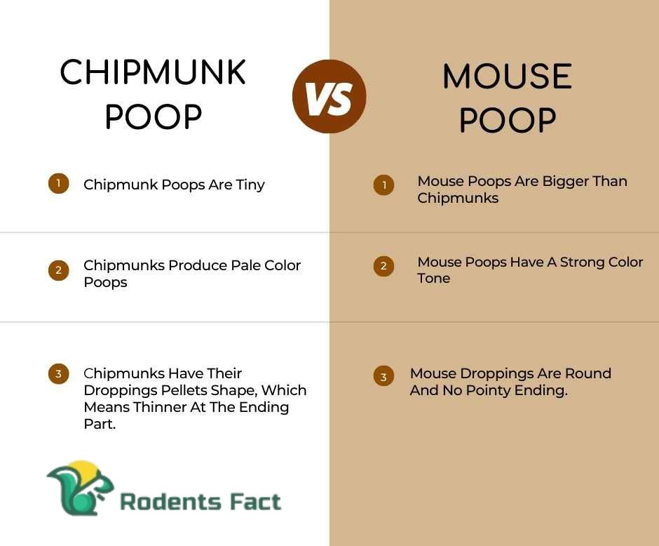 Difference Between Chipmunk Poop Vs Mouse Poop