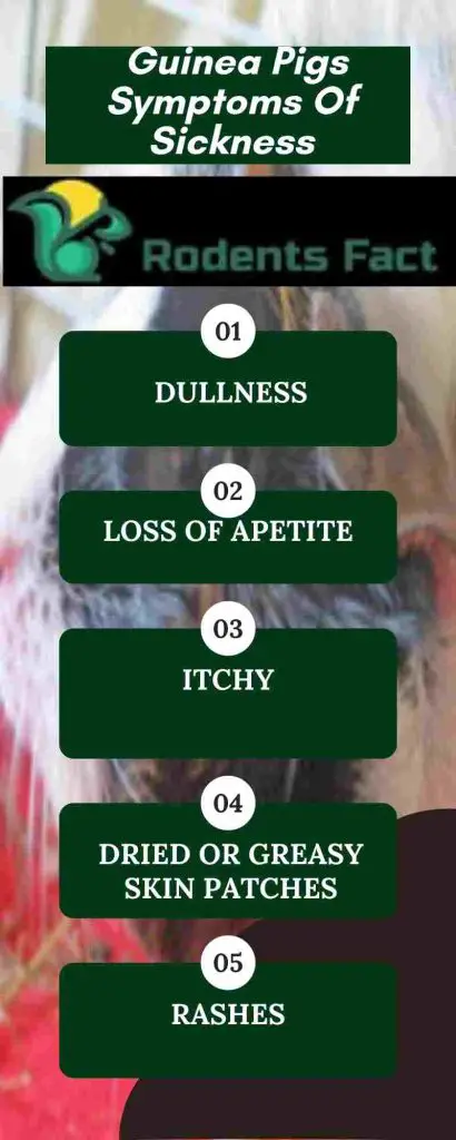 Guinea Pigs Symptoms Of Sickness