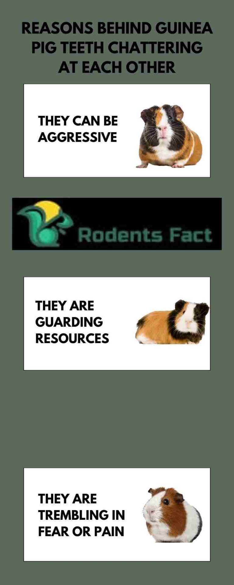 Guinea Pig Teeth Chattering At Each Other | The Logical Reasons Behind Them