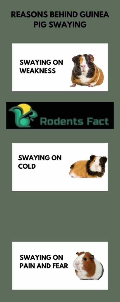 Reasons Behind Guinea Pigs Swaying