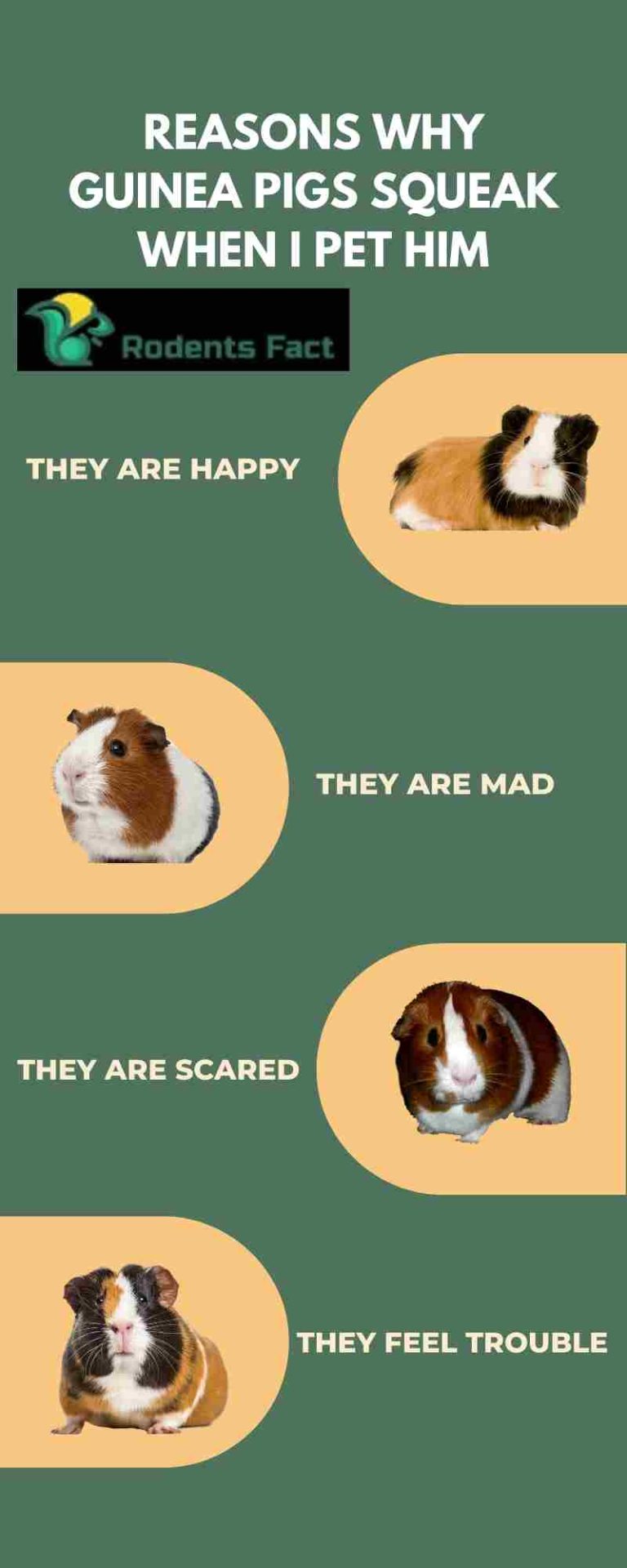 Why Does My Guinea Pig Squeak When I Pet Him How Do They Feel?