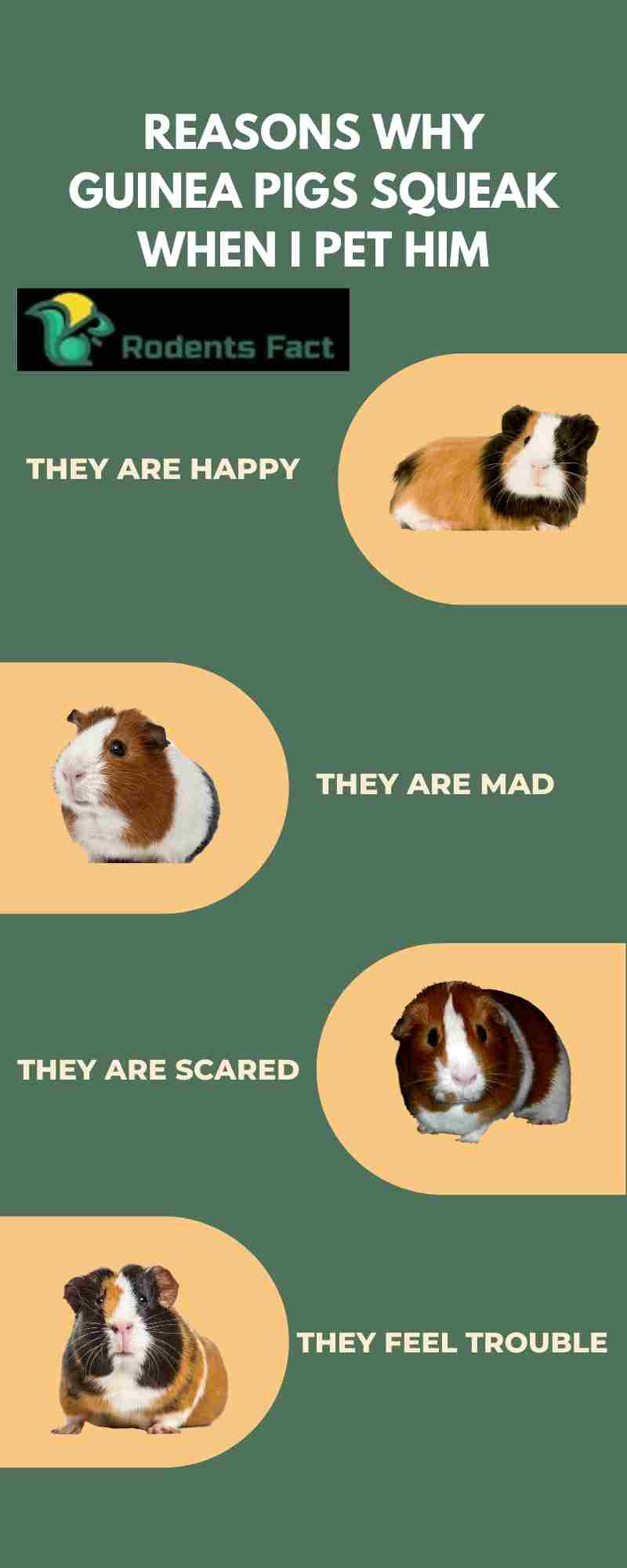 Why Does My Guinea Pig Squeak When I Pet Him How Do They Feel Why Does My Guinea Pig Squeak When I Pet Him How Do They Feel