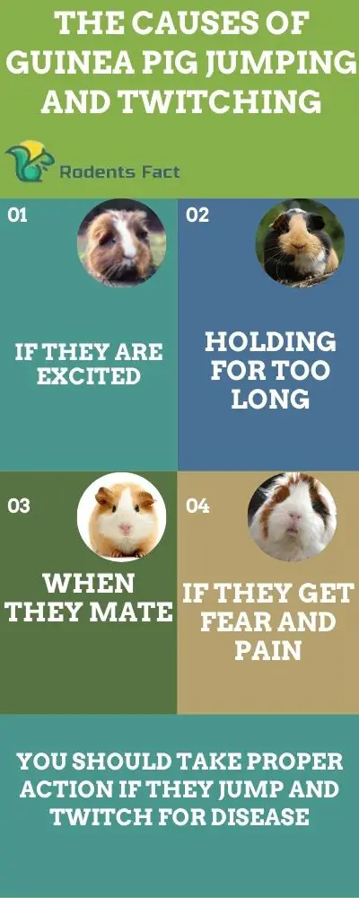 The causes of guinea pig jumping and twitching