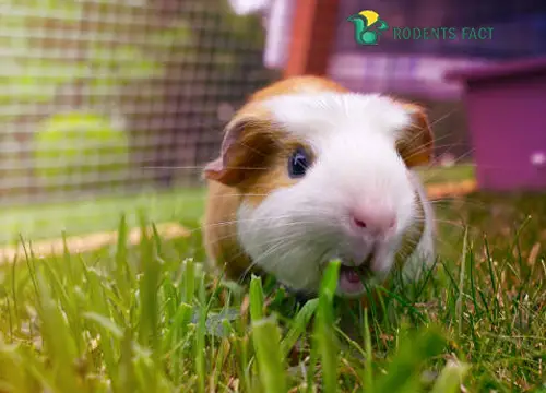 Is guinea pig poop good fertilizer