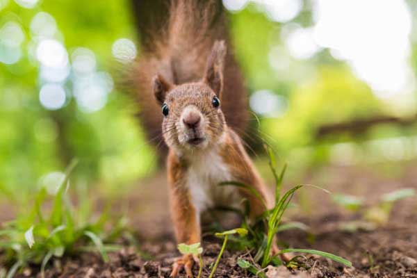 Is it legal to shoot squirrels with a pellet gun