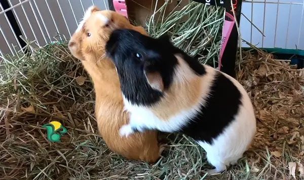 Is it normal for guinea pigs to chase each other