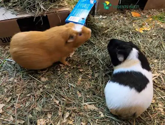 Male guinea pigs fighting drawing blood