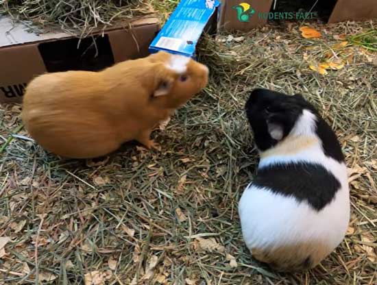 Male guinea pigs fighting drawing blood