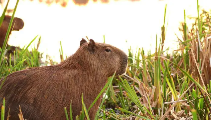 What does a Capybara Eat?