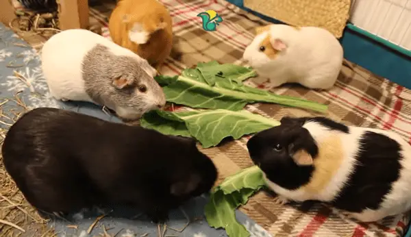 Why are guinea pigs chasing each other and squeaking