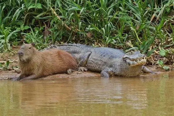 Why do capybaras ride alligators