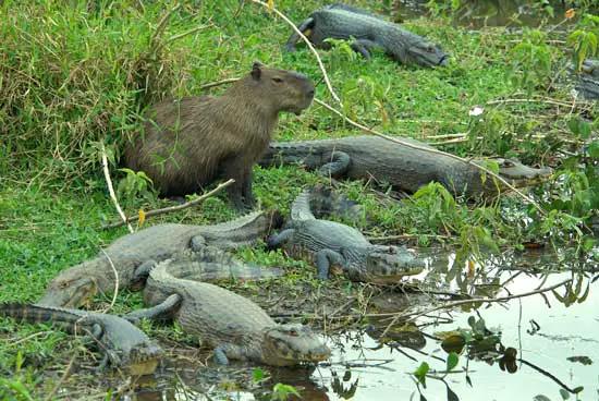 Why don't crocodiles eat capybaras