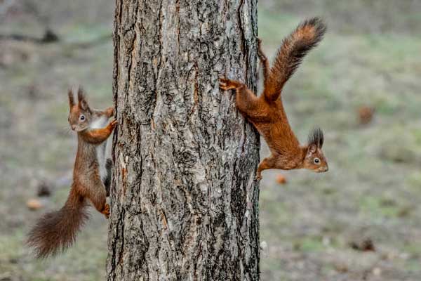 Will a Pellet Gun Kill a Squirrel