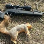Will a Pellet Gun Kill a Squirrel?