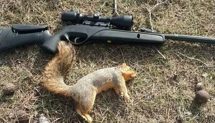 Will a Pellet Gun Kill a Squirrel?