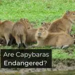 Are Capybaras Endangered