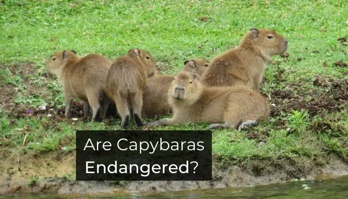 Are Capybaras Endangered?