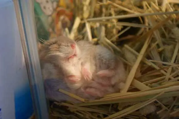 Do hamsters hibernate with their mouth open