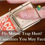 Do Mouse Trap Hurt Casualties You May Face