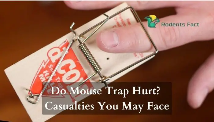 Do Mouse Trap Hurt Casualties You May Face