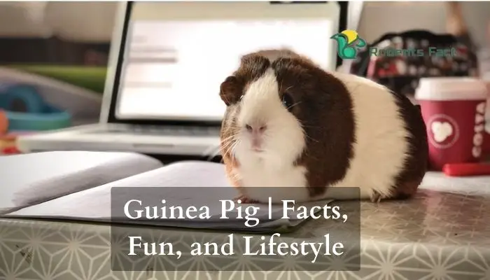  Guinea Pig - Facts, Fun, and Lifestyle