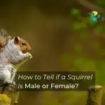 How to Tell if a Squirrel Is Male or Female